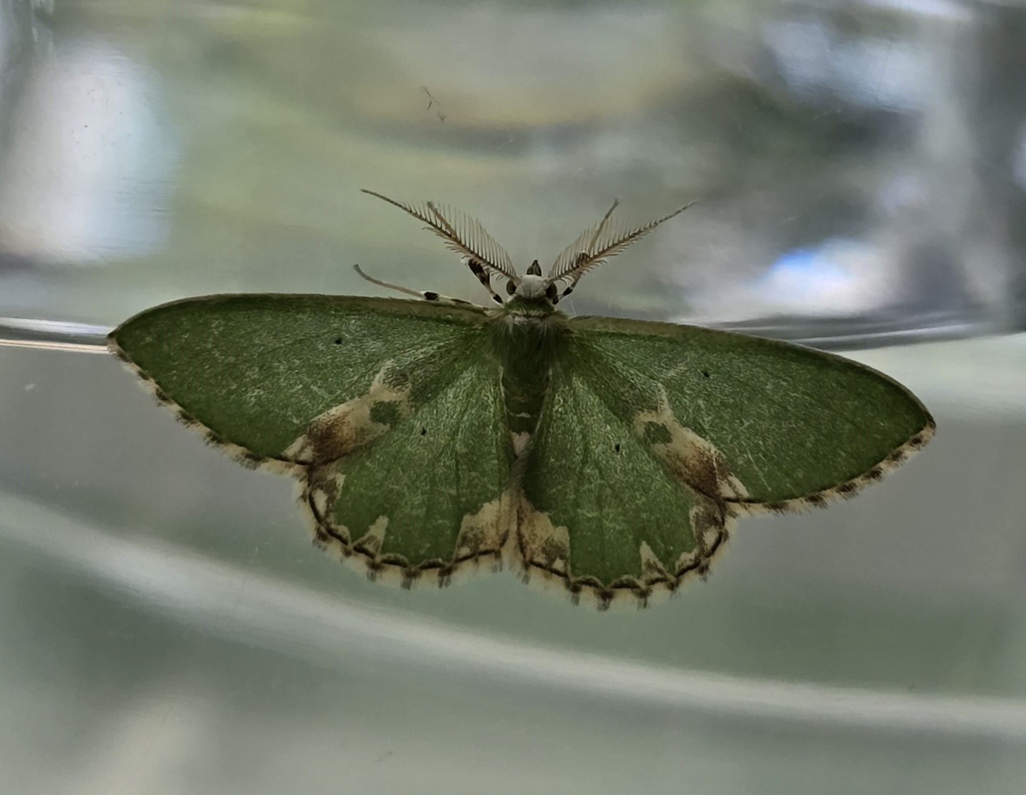 Photo of Blotched Emerald (Comibaena bajularia)